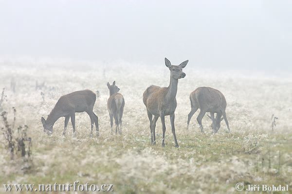 Jeleň hôrny obyčajný (Cervus elaphus)