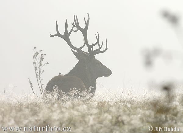 Jeleň hôrny obyčajný (Cervus elaphus)