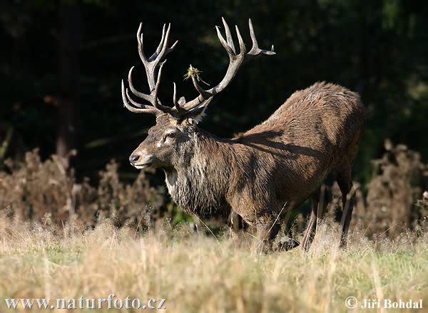 Jeleň hôrny obyčajný (Cervus elaphus)