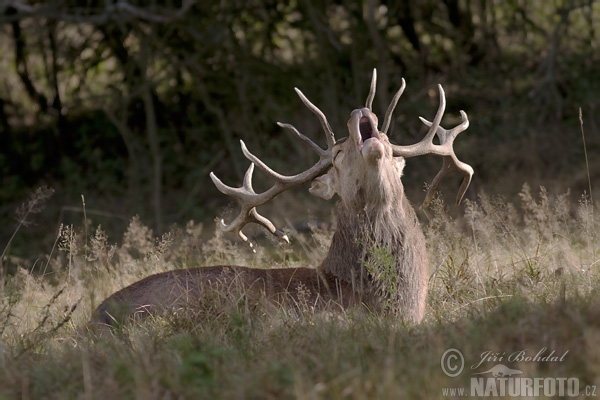 Jeleň hôrny obyčajný (Cervus elaphus)