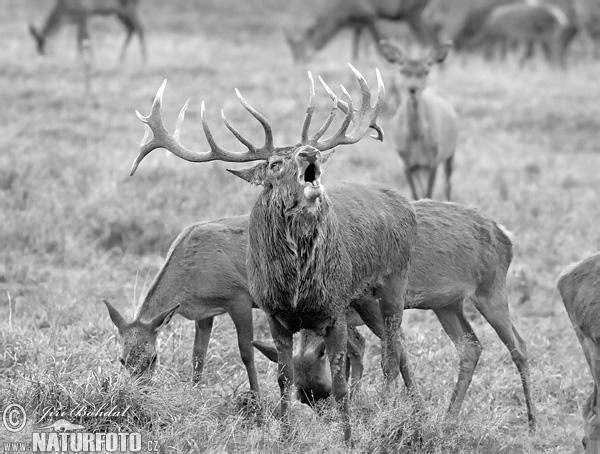 Jeleň hôrny obyčajný (Cervus elaphus)