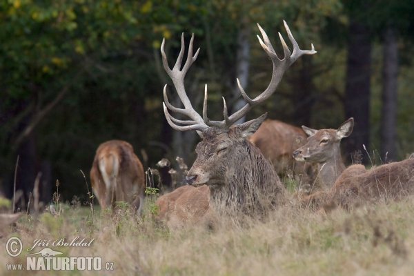 Jeleň hôrny obyčajný (Cervus elaphus)