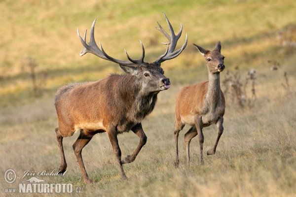 Jeleň hôrny obyčajný (Cervus elaphus)