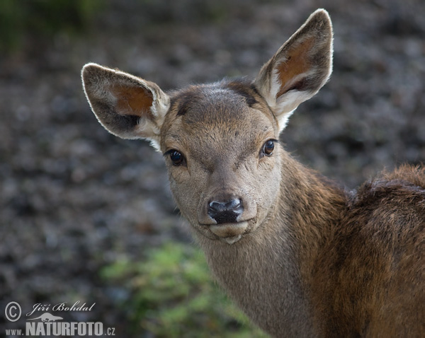 Jeleň hôrny obyčajný (Cervus elaphus)