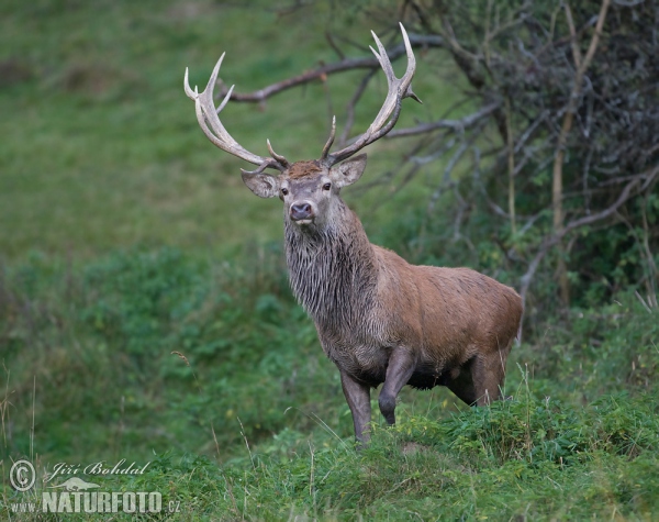 Jelen lesní (Cervus elaphus)