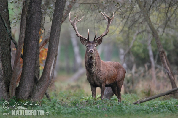 Jelen lesní (Cervus elaphus)