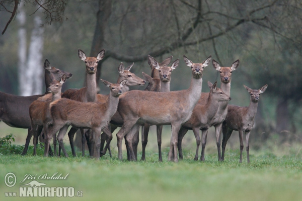 Jelen lesní (Cervus elaphus)