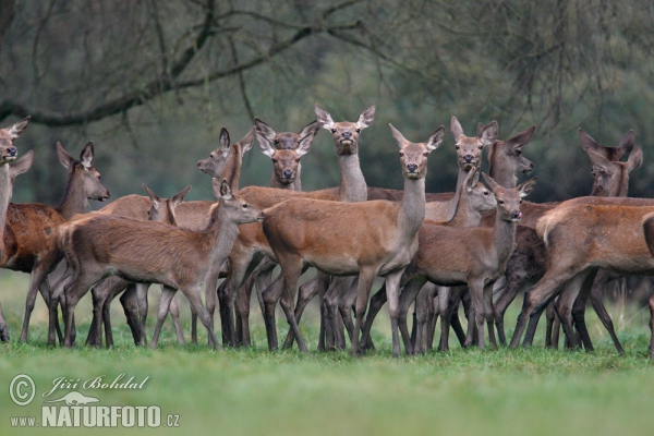 Jelen lesní (Cervus elaphus)