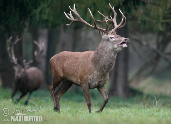 Jelen lesní (Cervus elaphus)