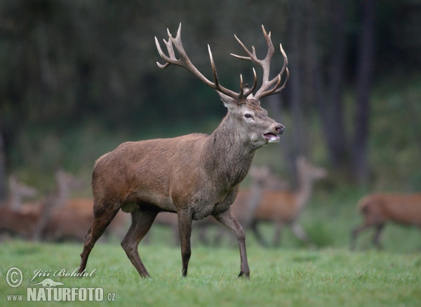 Jelen lesní (Cervus elaphus)