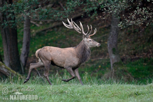 Jelen lesní (Cervus elaphus)