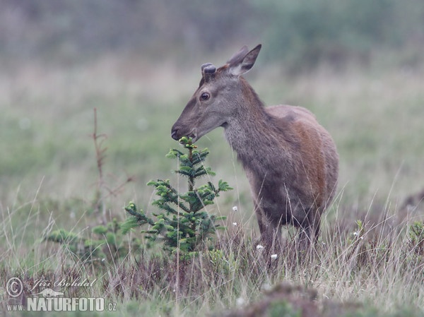 Jelen lesní (Cervus elaphus)