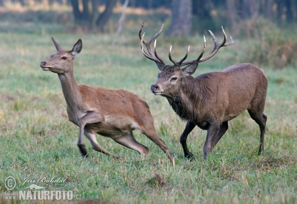 Jelen lesní (Cervus elaphus)