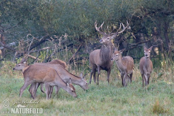 Jelen lesní (Cervus elaphus)