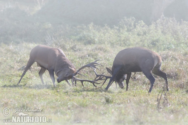 Jelen lesní (Cervus elaphus)