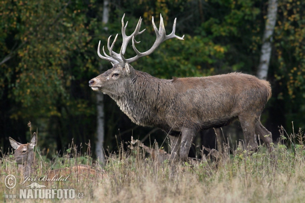 Jelen lesní (Cervus elaphus)