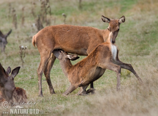 Jelen lesní (Cervus elaphus)