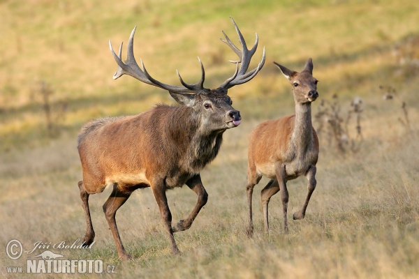 Jelen lesní (Cervus elaphus)