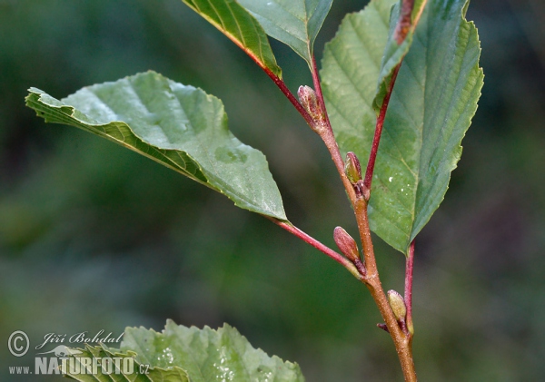 Jelša lepkavá (Alnus glutinosa)