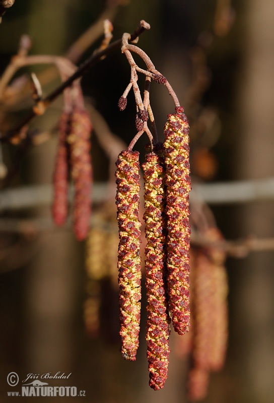 Jelša lepkavá (Alnus glutinosa)