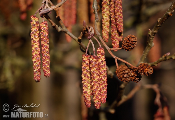 Jelša lepkavá (Alnus glutinosa)