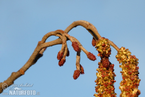 Jelša lepkavá (Alnus glutinosa)