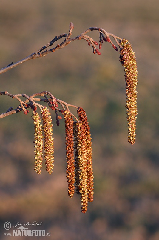 Jelša lepkavá (Alnus glutinosa)