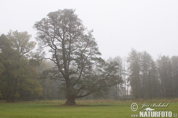 Jelša lepkavá (Alnus glutinosa)