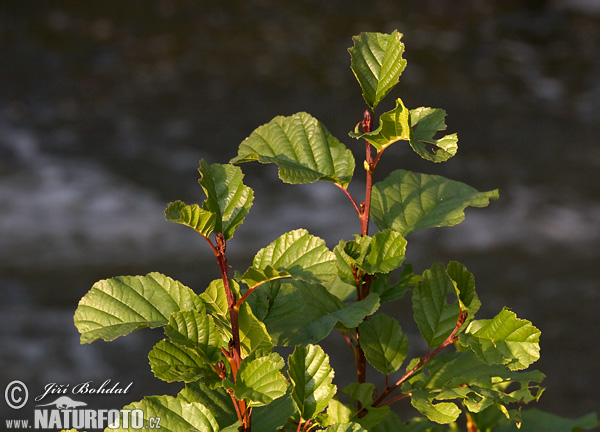 Jelša lepkavá (Alnus glutinosa)