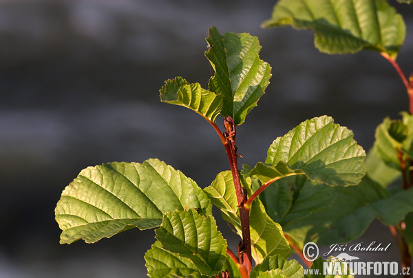 Jelša lepkavá (Alnus glutinosa)