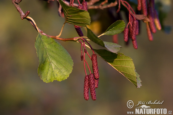 Jelša lepkavá (Alnus glutinosa)