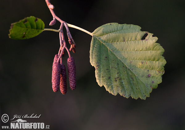 Jelša lepkavá (Alnus glutinosa)