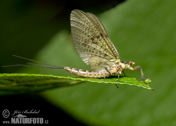 Jepice (Ephemeroptera)