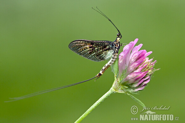 Jepice (Ephemeroptera)