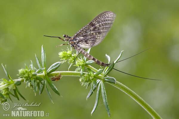 Jepice (Ephemeroptera)