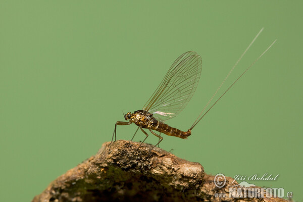 Jepice (Ephemeroptera)