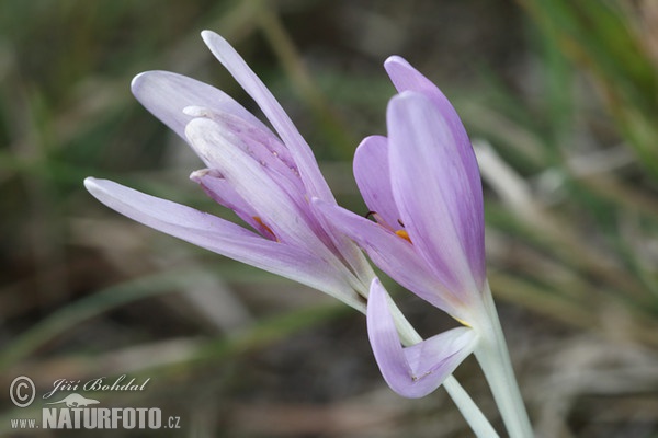 Jesienka obyčajná (Colchicum autumnale)