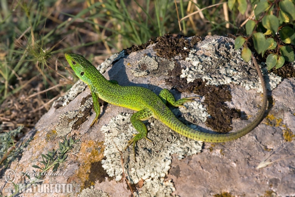 Ještěrka balkánská (Lacerta trilineata)