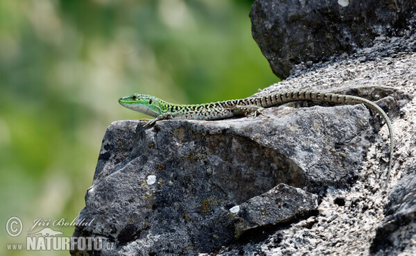 Ještěrka italská (Podarcis siculus)