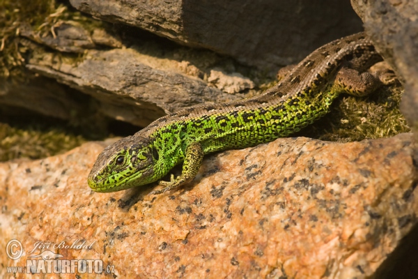 Ještěrka obecná (Lacerta agilis)