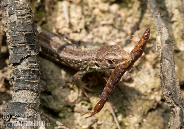 Ještěrka obecná (Lacerta agilis)