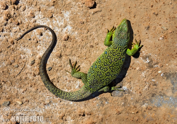 Ještěrka perlová (Lacerta lepida)