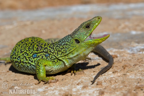 Ještěrka perlová (Lacerta lepida)