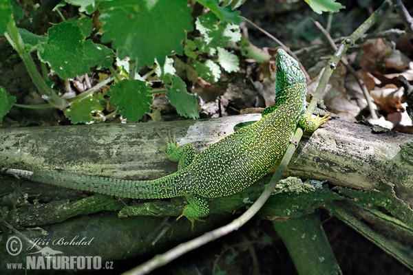 Ještěrka zelená (Lacerta viridis)