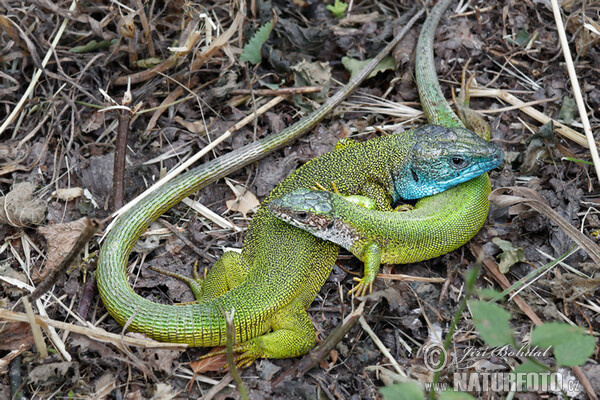 Ještěrka zelená (Lacerta viridis)