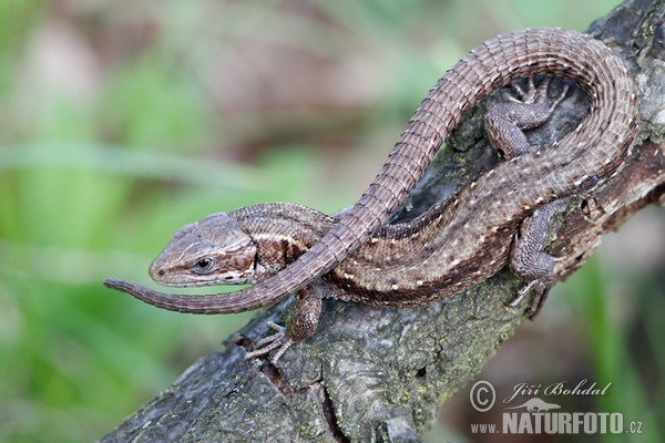 Ještěrka živorodá (Lacerta vivipara)