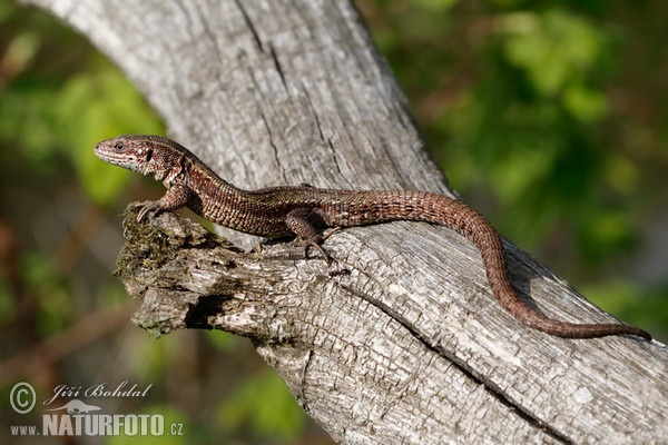 Ještěrka živorodá (Lacerta vivipara)