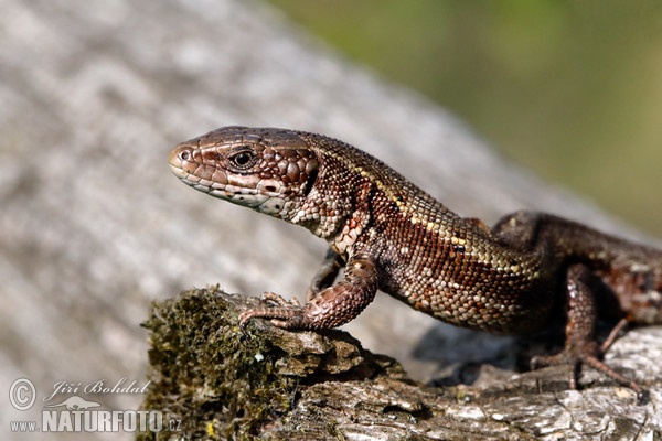 Ještěrka živorodá (Lacerta vivipara)