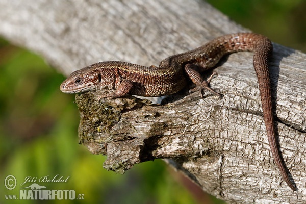 Ještěrka živorodá (Lacerta vivipara)