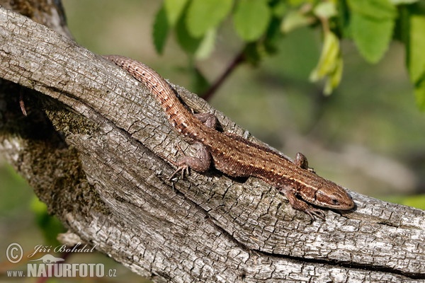 Ještěrka živorodá (Lacerta vivipara)